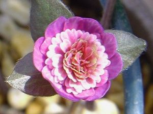 Hanayoi