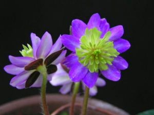 Hatsubisen